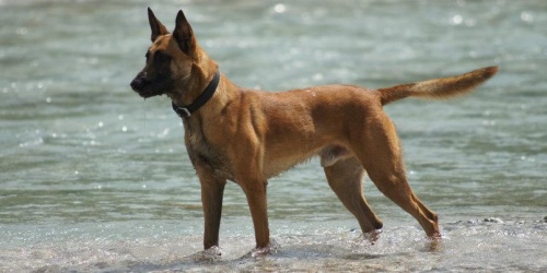 Der Malinois